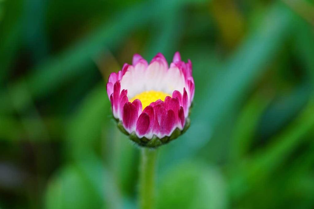 ein aufblühendes Gänseblümchen in pink und mit gelber Mitte