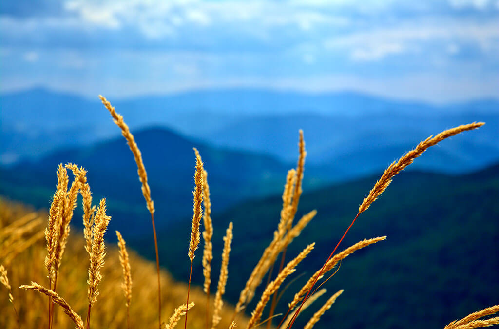 Die Natur bei Freiburg: goldbraune Gräser vor Bergkulisse. Genaues Hinschauen ist Thema bei der Achtsamkeit in der Natur